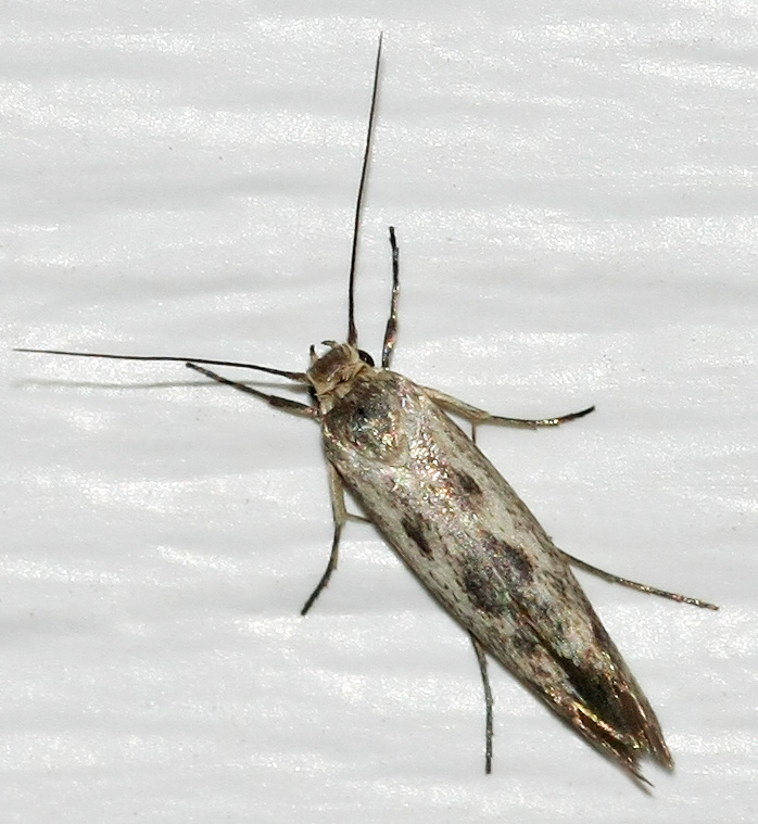 Scythris limbella
